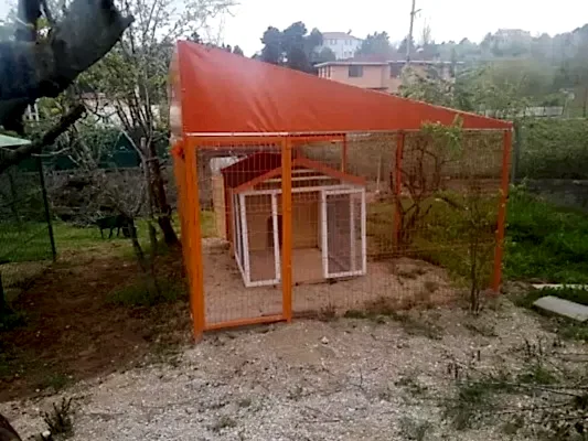 Güvenilir yavru köpek eğitimi hizmeti için Loyal Friend !