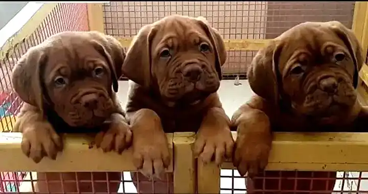 'Yavru köpek eğitimi nasıl verilir ?' sorusunun yanıtı için bizimle iletişime geçin !