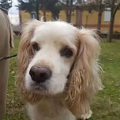 Köpek kreşi İstanbul Anadolu Yakası hizmeti için bizimle iletişime geçmeniz yeterli.