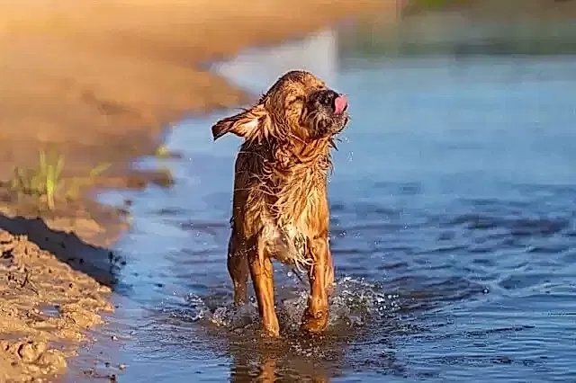 Köpeklerimiz zaman zaman su içmek istemeyebilir ve bu durum çeşitli problemlere neden olur.