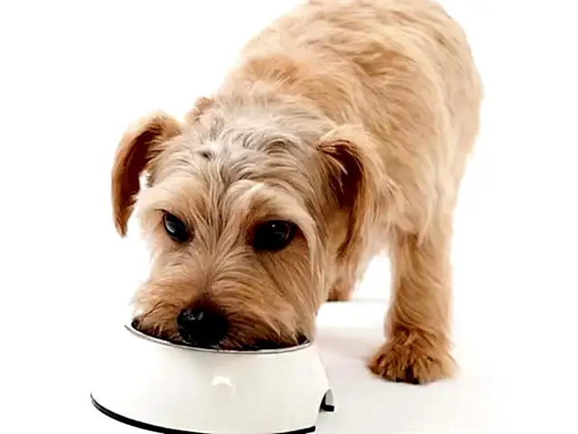 Köpeklerin beslenme süreçlerindeki disiplin, tuvalet eğitimi sürecine de doğrudan etki eder.