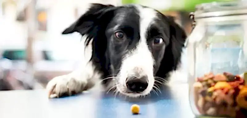 Köpeklerde beslenmede dikkat edilmesi gerekenler ve çok daha fazlası Loyal Friend'de.