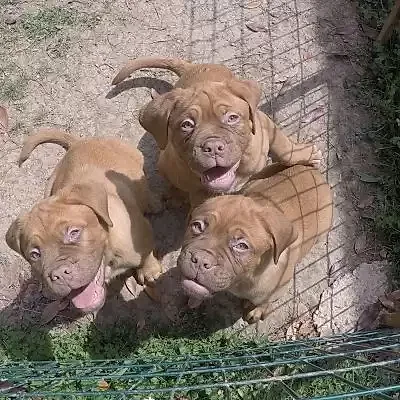 'Köpeklere kaç öğün yemek verilir ?' sorusunun yanıtı değişkenlik gösterir.