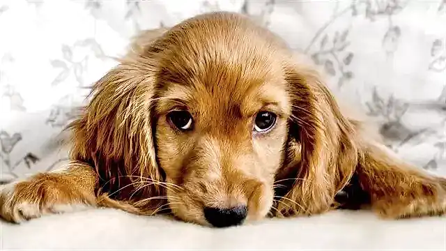 Köpeklerde beslenme süreci doğru organize edilemediği takdirde dostumuzun sağlığını da olumsuz etkileyecektir.