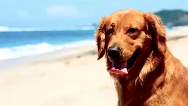Deniz manzarasında poz veren bir Golden köpeğimiz.