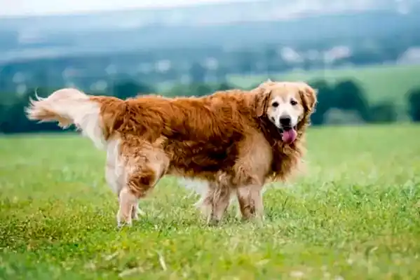 Golden Retriever türleri içerisinde değerlendirilen üç tür vardır.