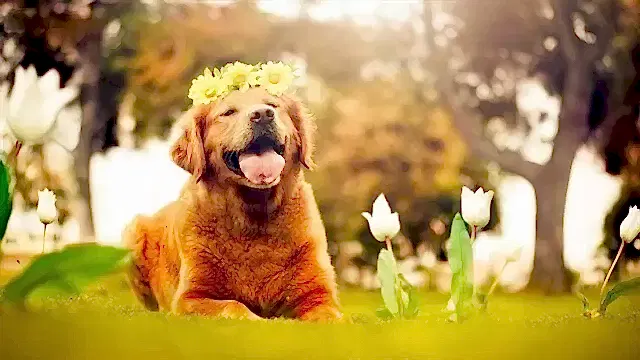 Golden köpekleri genellikle oldukça neşeli bir ırktır.