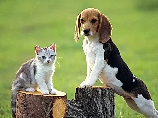 Beagler köpekler eğitildiği takdirde sosyal yaşama kolay entegre olur.