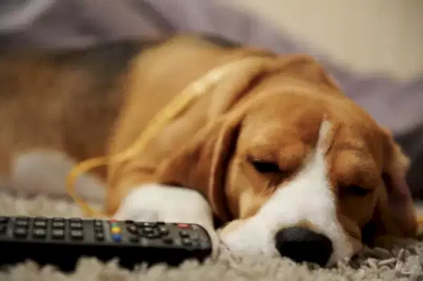 Köpeklerde ateş ve halsizlik birlikte görüldüğü takdirde