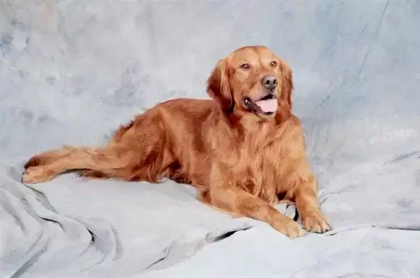 Amerikan Golden Retriever, Golden'ın üç türünden biridir.