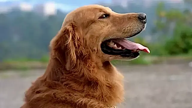 Kanada Golden Retriever, diğer ırklara kıyasla daha ufak fiziğe sahiptir.