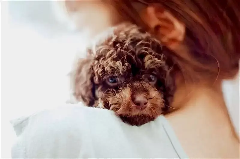 Bebek Toy Poodle köpeklerimize mümkün olan tüm hassasiyetimizi göstermeliyiz.