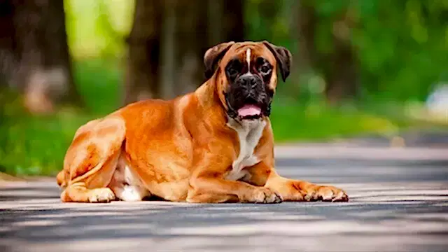 Boxer köpekler, iyi bakıldığı takdirde 14 yaşını görebilir.
