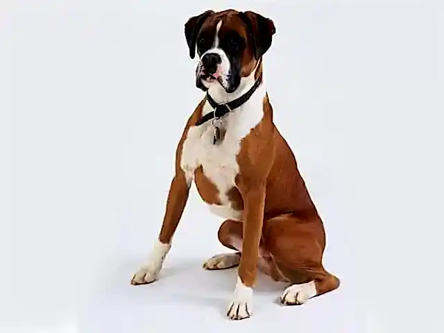 Boxer köpekler, aileye en uygun köpeklerden biridir.