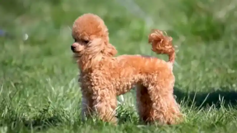 Toy Poodle dostlarımız estetik yönleriyle dikkat çeker.