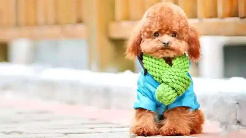 Toy Poodlar köpekler tam anlamıyla bir eğitim sürecinden geçtiklerinde, sosyal yaşama tümüyle entegre olurlar.