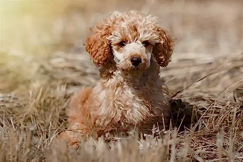 Toy Poodle köpekler oldukça zeki hayvanlardır.