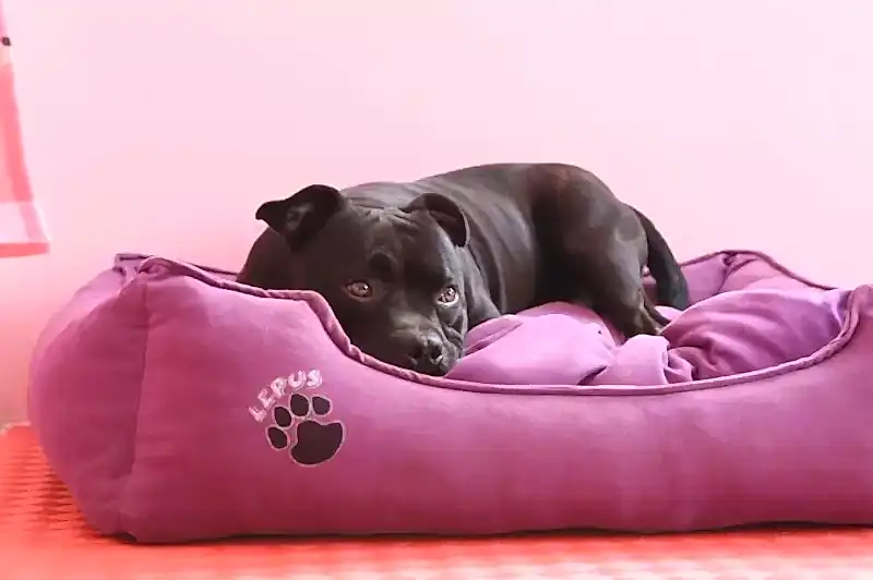 Loyal Friend Köpek Oteli ve Pansiyonu, sektörel tecrübesi ve profesyonel çalışanları ile ön plana çıkar.