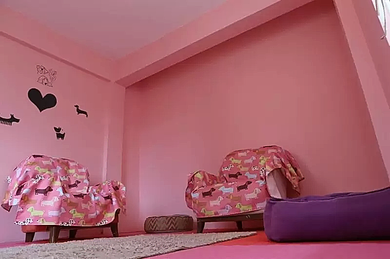 Köpek otelimizde yalnızca konaklama hizmeti değil eğitim hizmeti de bulunur.