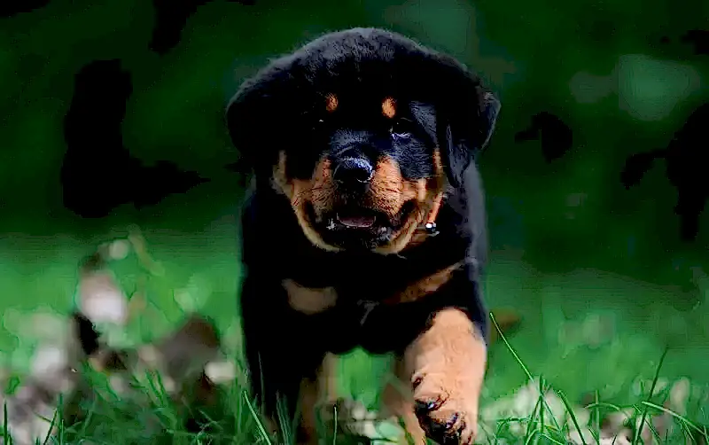 Rottweiler köpeklerin eğitim sürecinde uzman ve profesyonel bir eğitmenden yardım alınması gerekir.