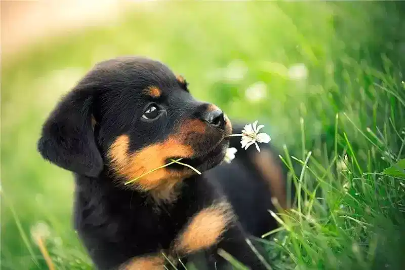 Rottweiler köpeklerde eğitim sürecine yavruluk döneminde başlanması tavsiye edilir.