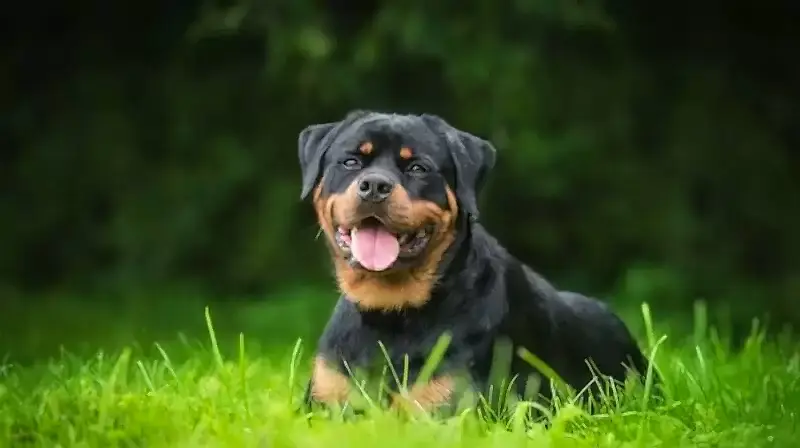 Rottweiler köpek ırkı fiziksel yapısı ile hayli dikkat çeker.