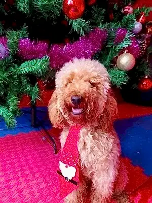 Loyal Friend'de dostlarımızın sosyalleşmesine ve disipline olmasına yardımcı oluruz.