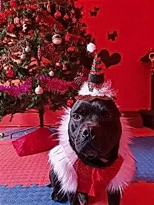 Köpeklerinizi Loyal Friend'e emanet edin, yokluğunuzda gözünüz arkada kalmasın..