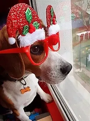 Loyal Friend, köpeklerinizi güvenle emanet edebileceğiniz sıcak bir yuvadır.