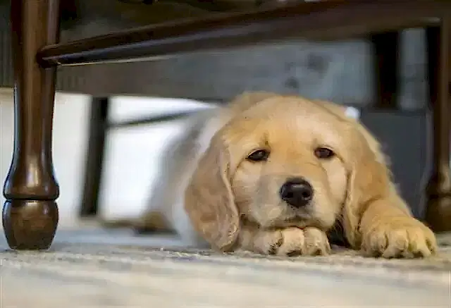 Köpekler kusma sonrasında sakinliğe ve güvende hissetmeye ihtiyaç duyarlar.