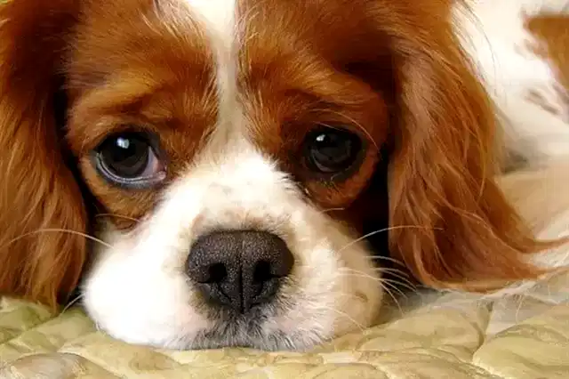 Kusmanın neden kaynaklandığını tespit etmek, tedavi için atılması gereken ilk adımdır.