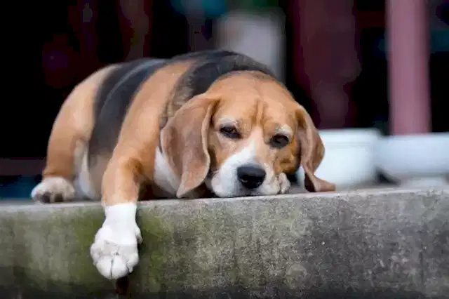 Köpeklerde kusma durumu zaman zaman halsizlik ve ishal ile bir arada görülür.