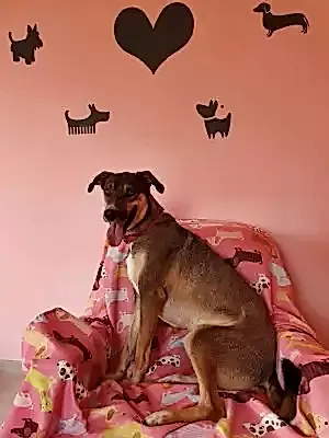 Zeynep Gülmez de köpeğini Loyal Friend'e emanet etti !