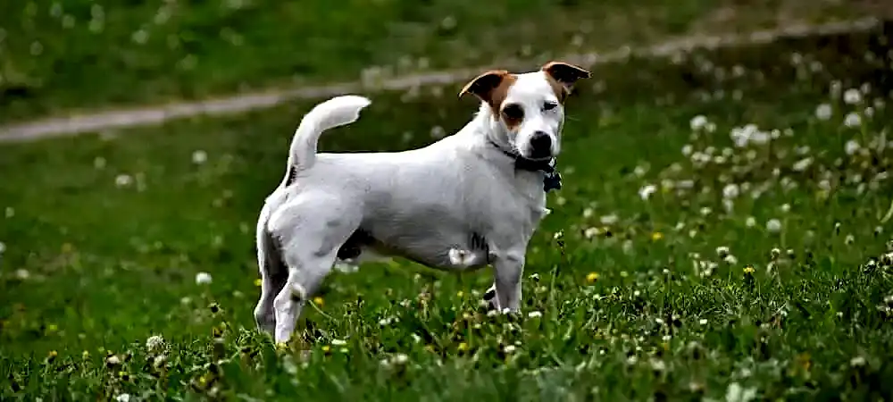 İshal köpekler, gün içerisinde birçok kez tuvalet ihtiyacı duyar.