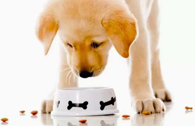 İshal olan köpeğimize özel mama hazırlamamız gerekir.