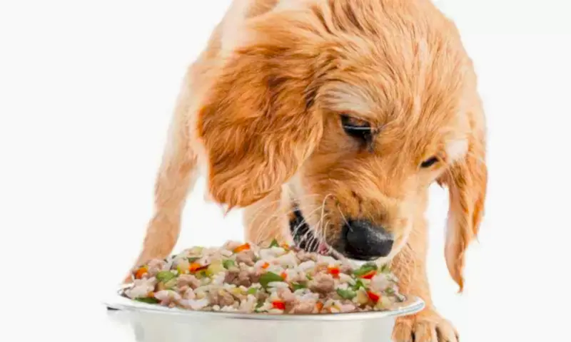 Köpeklerde beslenme dengesi, hastalıklarda belirleyici rol oynar.