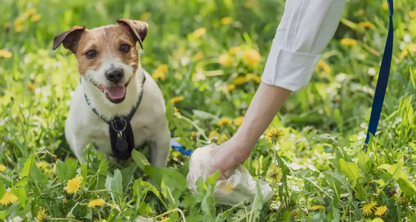 Köpeklerde ishali birkaç basit önlemle tedavi etmek mümkündür.