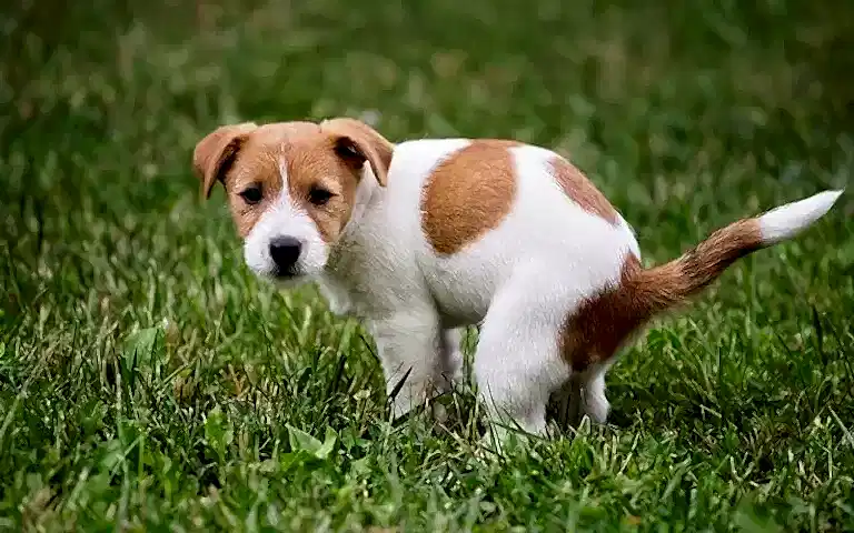 Köpeklerde ishal, oldukça ciddiye alınması gereken bir hastalıktır.