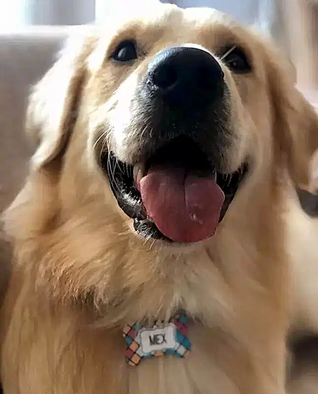 Köpek otelimizin misafirleri