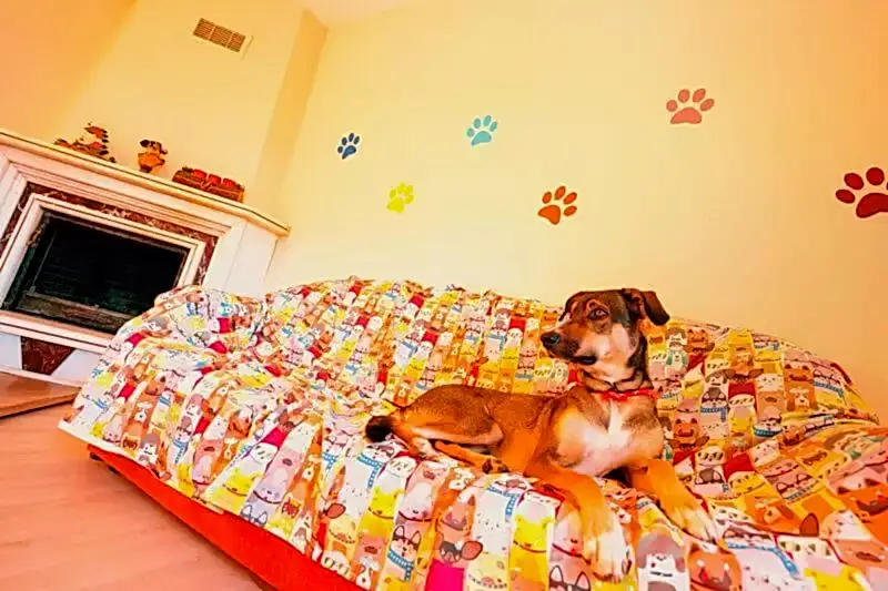 Loyal Friend'de profesyone, hijyenik ve güvenilir köpek oteli hizmeti.