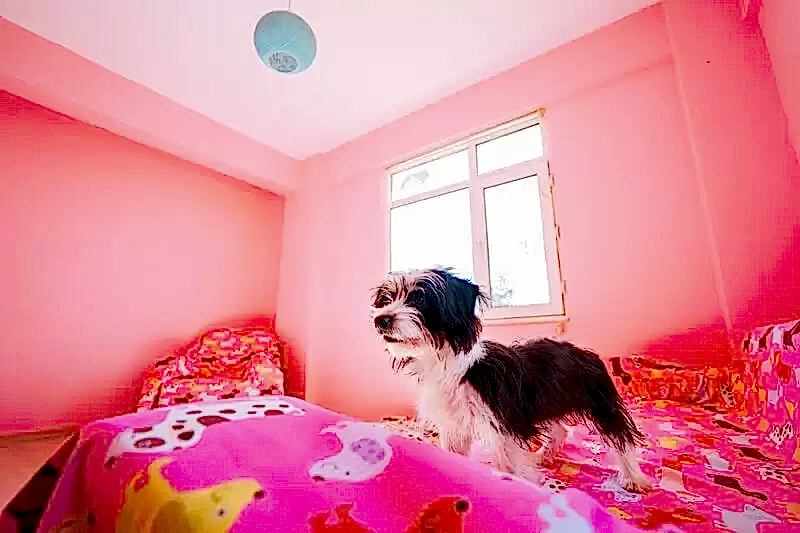 Loyal Friend Köpek Oteli ve Eğitim Merkezi