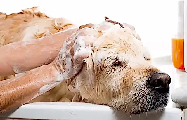 Köpeklerin Arap sabunu ile yıkanması tavsiye edilmez.