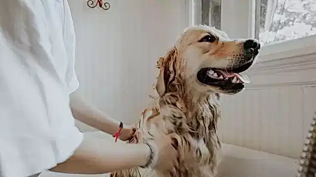 Köpeğimizi yıkarken suyun sıcaklığına dikkat etmemiz gerekir.