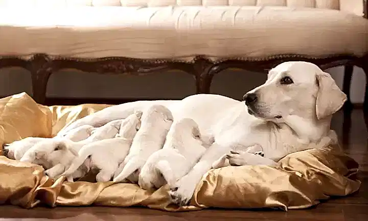 Köpeklerin vücudu hamilelik süreci boyunca hassaslaşır.