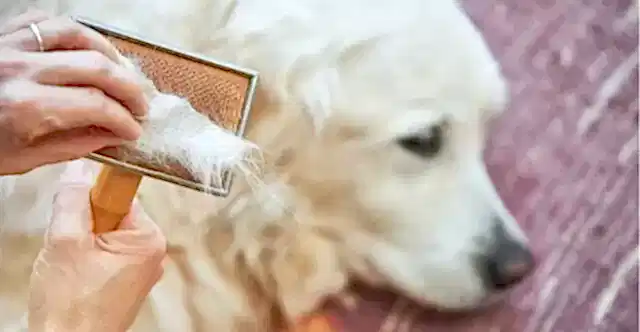 Beslenme, cilt hastalıkları, alerjiler ve parazitler, köpekler tüy dökümünü etkileyen faktörlerdir.