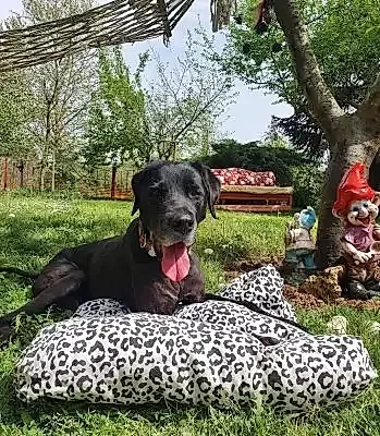 Loyal Friend Yaşlı Köpek Bakımı