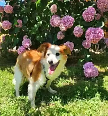 Loyal Friend Yaşlı Köpek Bakımı
